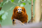 Golden marmoset