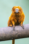Golden marmoset