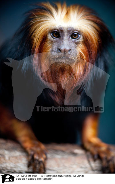 Goldkopflwenffchen / golden-headed lion tamarin / MAZ-05490