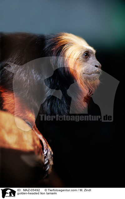 Goldkopflwenffchen / golden-headed lion tamarin / MAZ-05492