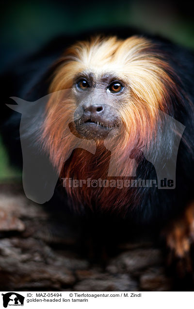 golden-headed lion tamarin / MAZ-05494