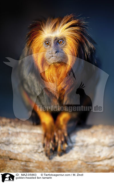 Goldkopflwenffchen / golden-headed lion tamarin / MAZ-05863