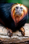 golden-headed lion tamarin