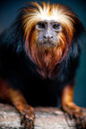 golden-headed lion tamarin