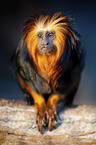golden-headed lion tamarin