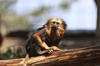 golden-headed lion tamarin