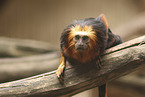 golden-headed lion tamarin