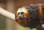 golden-headed lion tamarin