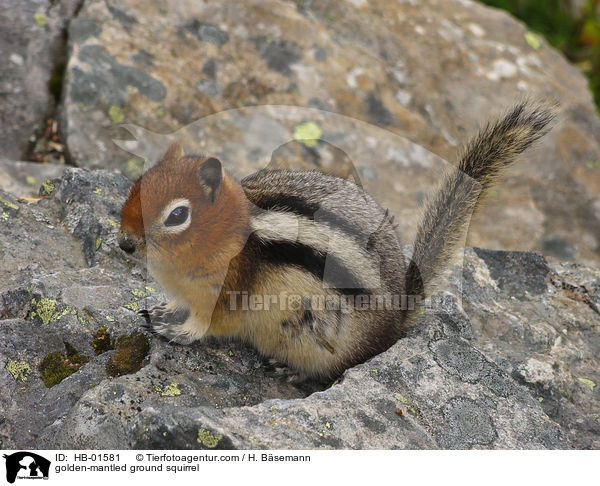 golden-mantled ground squirrel / HB-01581