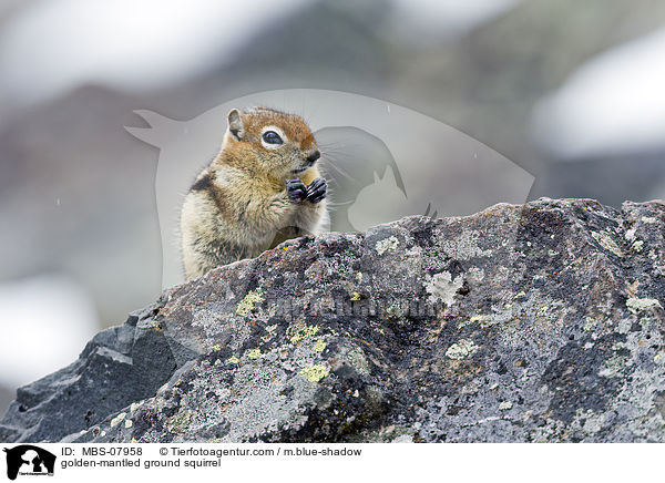 Goldmantel-Ziesel / golden-mantled ground squirrel / MBS-07958