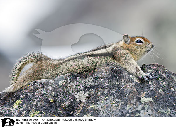 Goldmantel-Ziesel / golden-mantled ground squirrel / MBS-07960