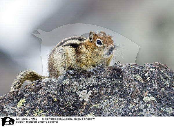 golden-mantled ground squirrel / MBS-07962