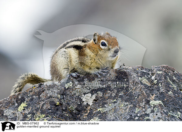 Goldmantel-Ziesel / golden-mantled ground squirrel / MBS-07962