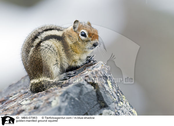 golden-mantled ground squirrel / MBS-07963