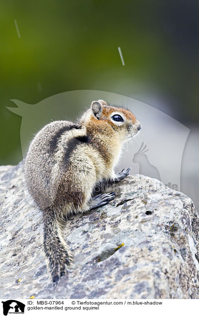 golden-mantled ground squirrel / MBS-07964