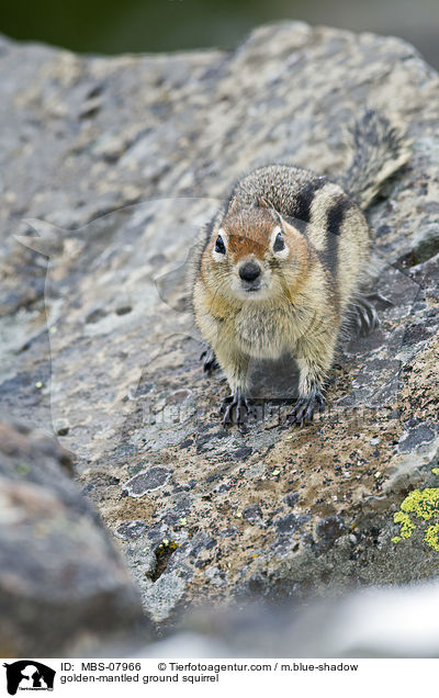 Goldmantel-Ziesel / golden-mantled ground squirrel / MBS-07966