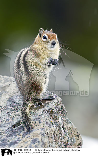 golden-mantled ground squirrel / MBS-07968