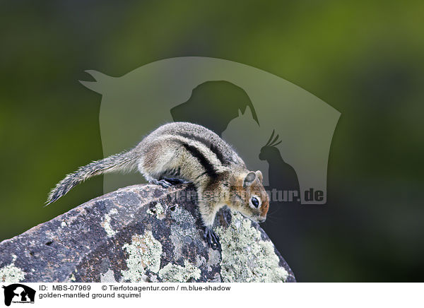 Goldmantel-Ziesel / golden-mantled ground squirrel / MBS-07969