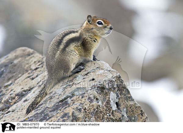 Goldmantel-Ziesel / golden-mantled ground squirrel / MBS-07970
