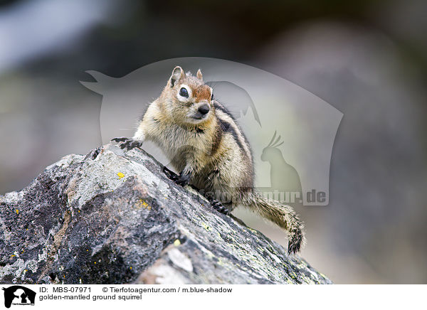 Goldmantel-Ziesel / golden-mantled ground squirrel / MBS-07971