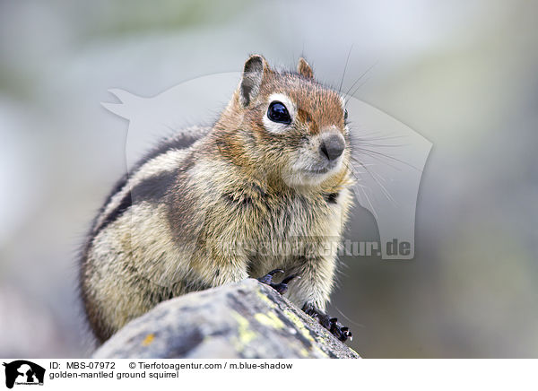 golden-mantled ground squirrel / MBS-07972
