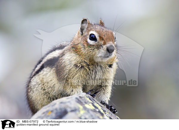 Goldmantel-Ziesel / golden-mantled ground squirrel / MBS-07972