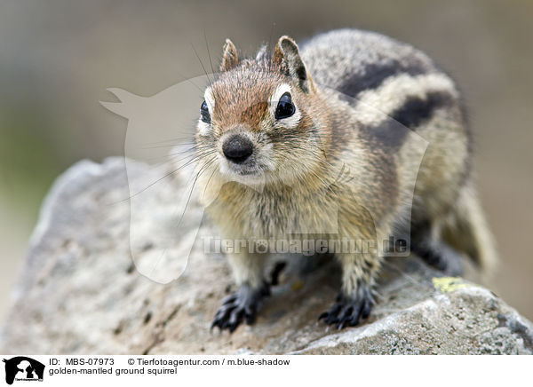 Goldmantel-Ziesel / golden-mantled ground squirrel / MBS-07973