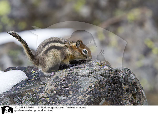 Goldmantel-Ziesel / golden-mantled ground squirrel / MBS-07974