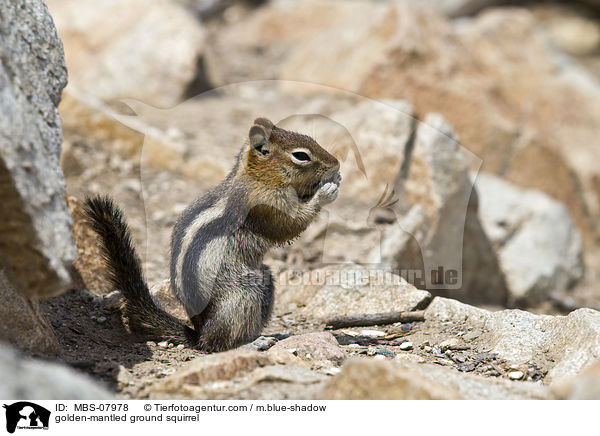 golden-mantled ground squirrel / MBS-07978