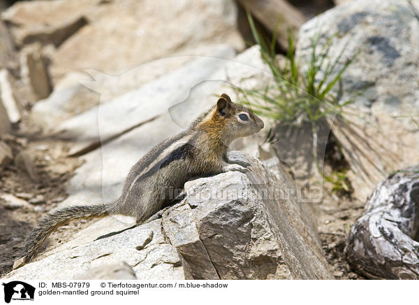 golden-mantled ground squirrel / MBS-07979