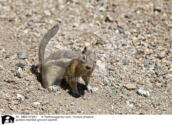 golden-mantled ground squirrel / MBS-07981