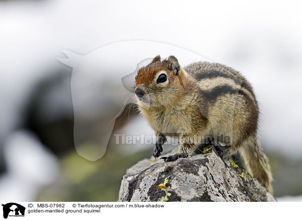 Goldmantel-Ziesel / golden-mantled ground squirrel / MBS-07982