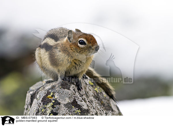 Goldmantel-Ziesel / golden-mantled ground squirrel / MBS-07983
