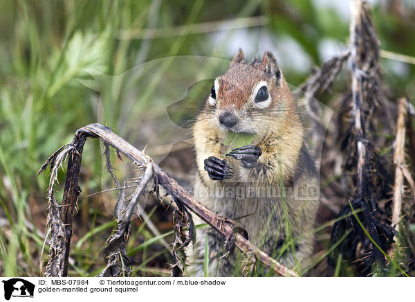 golden-mantled ground squirrel / MBS-07984