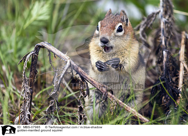 Goldmantel-Ziesel / golden-mantled ground squirrel / MBS-07985