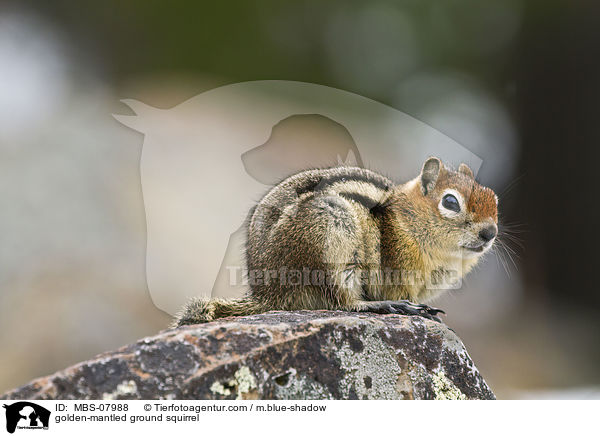 golden-mantled ground squirrel / MBS-07988
