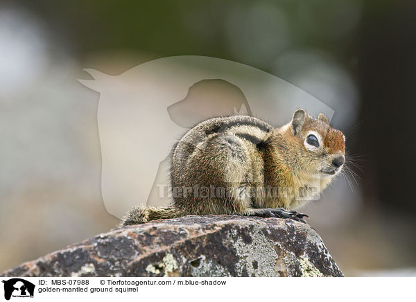 Goldmantel-Ziesel / golden-mantled ground squirrel / MBS-07988