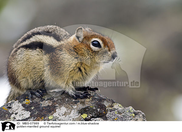 Goldmantel-Ziesel / golden-mantled ground squirrel / MBS-07989