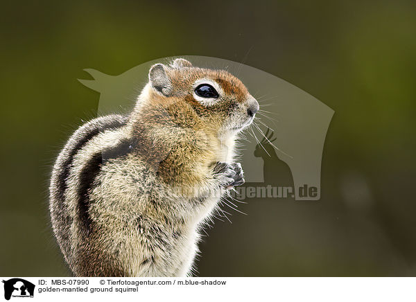 Goldmantel-Ziesel / golden-mantled ground squirrel / MBS-07990