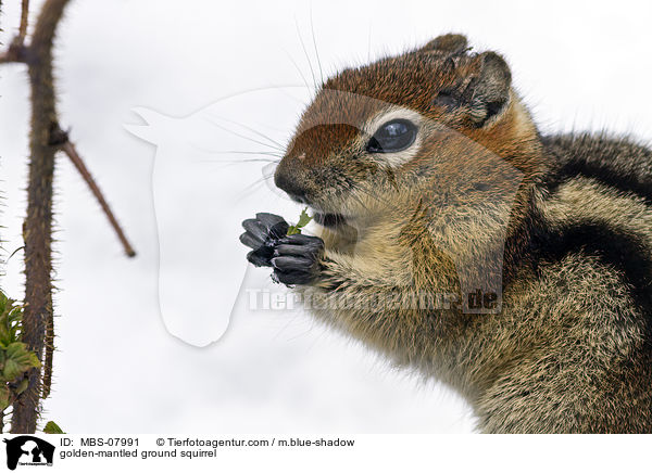 Goldmantel-Ziesel / golden-mantled ground squirrel / MBS-07991