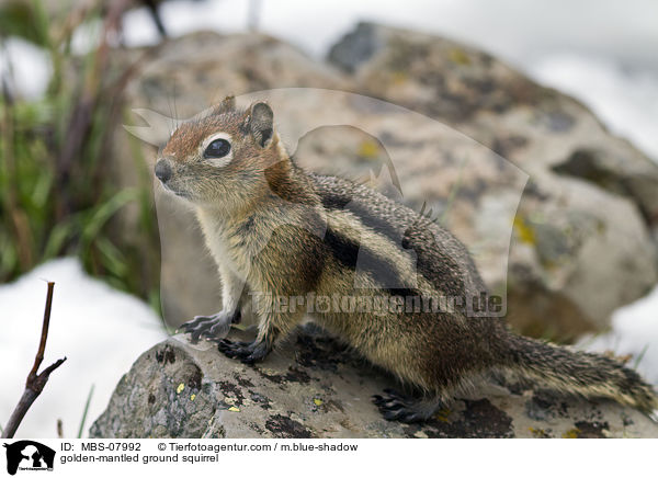 Goldmantel-Ziesel / golden-mantled ground squirrel / MBS-07992