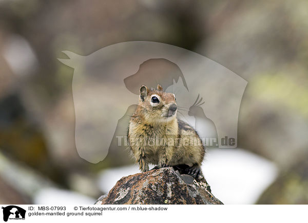 golden-mantled ground squirrel / MBS-07993