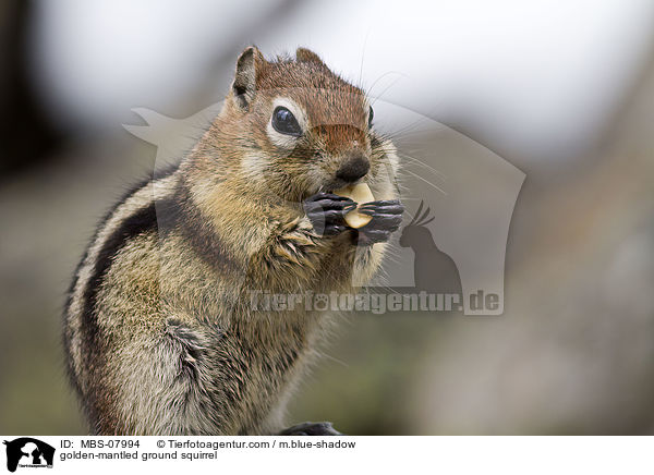 Goldmantel-Ziesel / golden-mantled ground squirrel / MBS-07994