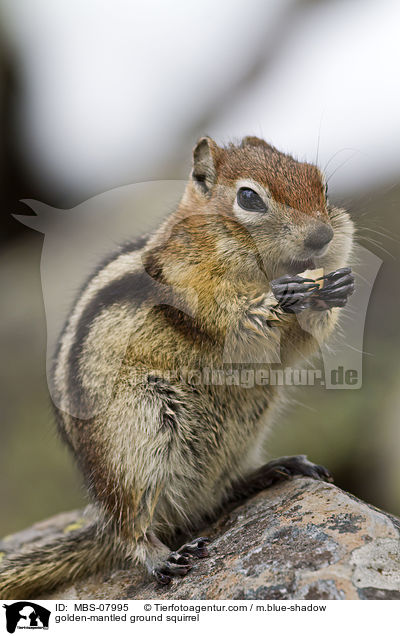 golden-mantled ground squirrel / MBS-07995
