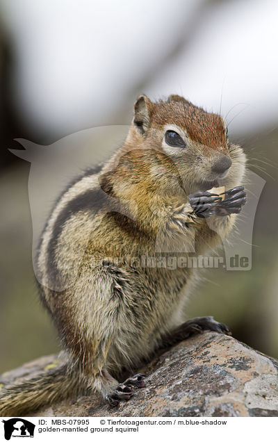 Goldmantel-Ziesel / golden-mantled ground squirrel / MBS-07995