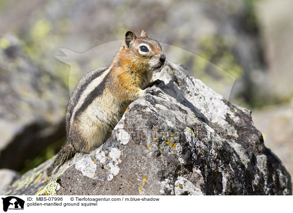 golden-mantled ground squirrel / MBS-07996