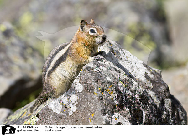 Goldmantel-Ziesel / golden-mantled ground squirrel / MBS-07996