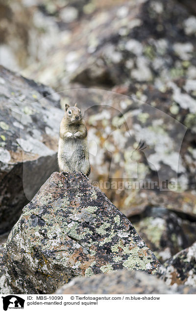 golden-mantled ground squirrel / MBS-10090