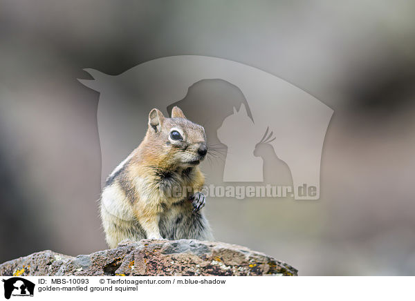 golden-mantled ground squirrel / MBS-10093