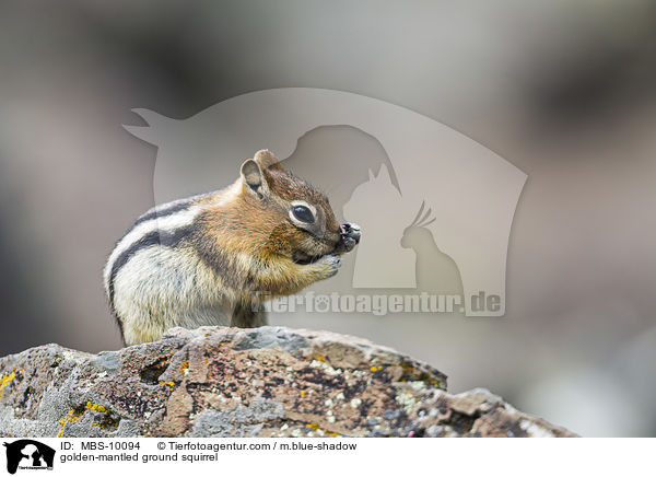 golden-mantled ground squirrel / MBS-10094